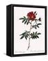 Redoute's Rose with Red Stems and Prickles-Pierre Joseph Redoute-Framed Stretched Canvas
