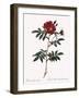 Redoute's Rose with Red Stems and Prickles-Pierre Joseph Redoute-Framed Giclee Print