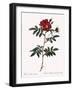 Redoute's Rose with Red Stems and Prickles-Pierre Joseph Redoute-Framed Giclee Print