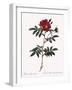 Redoute's Rose with Red Stems and Prickles-Pierre Joseph Redoute-Framed Giclee Print