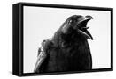 Framed Canvas