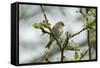 Redpoll (Carduelis Flammea) Adult Male Perched. Wales, UK, February-Mark Hamblin-Framed Stretched Canvas