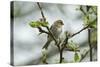 Redpoll (Carduelis Flammea) Adult Male Perched. Wales, UK, February-Mark Hamblin-Stretched Canvas