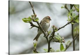 Redpoll (Carduelis Flammea) Adult Male Perched. Wales, UK, February-Mark Hamblin-Stretched Canvas