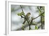 Redpoll (Carduelis Flammea) Adult Male Perched. Wales, UK, February-Mark Hamblin-Framed Photographic Print