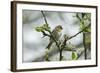 Redpoll (Carduelis Flammea) Adult Male Perched. Wales, UK, February-Mark Hamblin-Framed Photographic Print