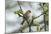 Redpoll (Carduelis Flammea) Adult Male Perched. Wales, UK, February-Mark Hamblin-Mounted Photographic Print