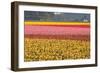 Reds, Pinks and Yellows-Dana Styber-Framed Photographic Print