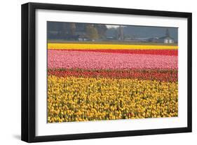 Reds, Pinks and Yellows-Dana Styber-Framed Photographic Print