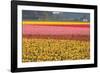 Reds, Pinks and Yellows-Dana Styber-Framed Photographic Print