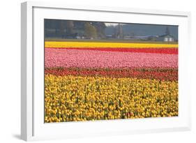 Reds, Pinks and Yellows-Dana Styber-Framed Photographic Print