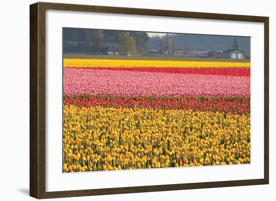 Reds, Pinks and Yellows-Dana Styber-Framed Photographic Print