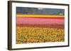 Reds, Pinks and Yellows-Dana Styber-Framed Photographic Print