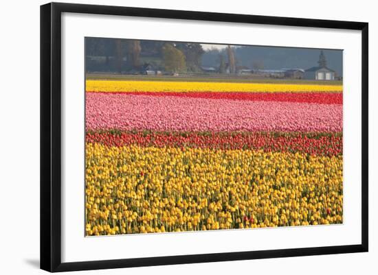 Reds, Pinks and Yellows-Dana Styber-Framed Photographic Print