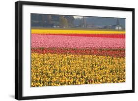 Reds, Pinks and Yellows-Dana Styber-Framed Photographic Print