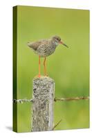 Redshank Perched on Fence Post Vocalising, Balranald Rspb, North Uist, Outer Hebrides, Scotland, UK-Fergus Gill-Stretched Canvas