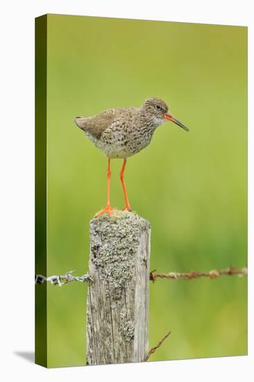 Redshank Perched on Fence Post Vocalising, Balranald Rspb, North Uist, Outer Hebrides, Scotland, UK-Fergus Gill-Stretched Canvas