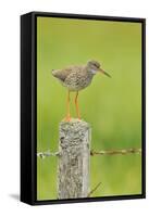 Redshank Perched on Fence Post Vocalising, Balranald Rspb, North Uist, Outer Hebrides, Scotland, UK-Fergus Gill-Framed Stretched Canvas