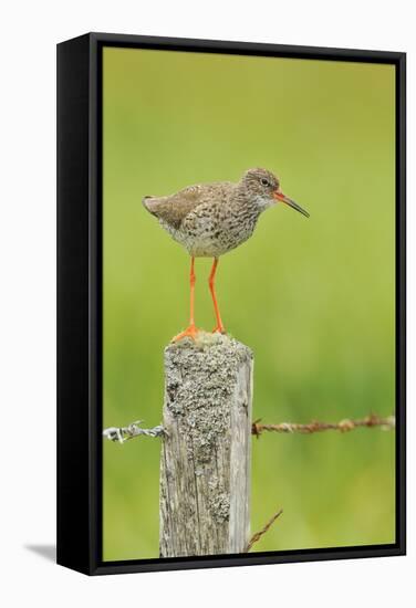 Redshank Perched on Fence Post Vocalising, Balranald Rspb, North Uist, Outer Hebrides, Scotland, UK-Fergus Gill-Framed Stretched Canvas