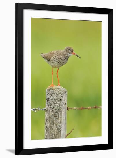 Redshank Perched on Fence Post Vocalising, Balranald Rspb, North Uist, Outer Hebrides, Scotland, UK-Fergus Gill-Framed Premium Photographic Print