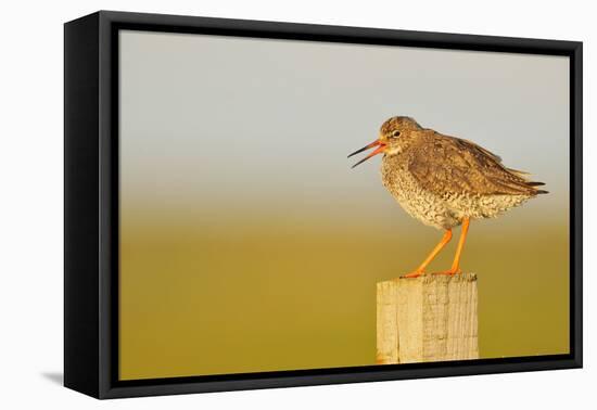 Redshank Perched on Fence Post Vocalising, Balranald Rspb, North Uist, Outer Hebrides, Scotland, UK-Fergus Gill-Framed Stretched Canvas