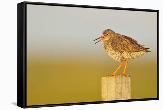 Redshank Perched on Fence Post Vocalising, Balranald Rspb, North Uist, Outer Hebrides, Scotland, UK-Fergus Gill-Framed Stretched Canvas