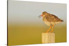 Redshank Perched on Fence Post Vocalising, Balranald Rspb, North Uist, Outer Hebrides, Scotland, UK-Fergus Gill-Stretched Canvas