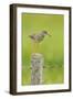 Redshank Perched on Fence Post Vocalising, Balranald Rspb, North Uist, Outer Hebrides, Scotland, UK-Fergus Gill-Framed Photographic Print