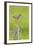 Redshank Perched on Fence Post Vocalising, Balranald Rspb, North Uist, Outer Hebrides, Scotland, UK-Fergus Gill-Framed Photographic Print