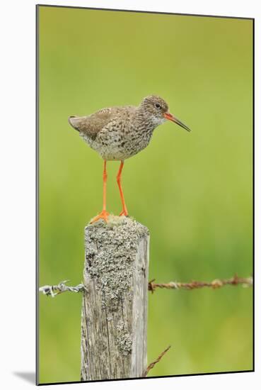 Redshank Perched on Fence Post Vocalising, Balranald Rspb, North Uist, Outer Hebrides, Scotland, UK-Fergus Gill-Mounted Photographic Print