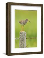 Redshank Perched on Fence Post Vocalising, Balranald Rspb, North Uist, Outer Hebrides, Scotland, UK-Fergus Gill-Framed Photographic Print