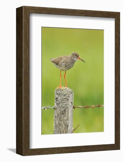 Redshank Perched on Fence Post Vocalising, Balranald Rspb, North Uist, Outer Hebrides, Scotland, UK-Fergus Gill-Framed Photographic Print