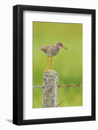 Redshank Perched on Fence Post Vocalising, Balranald Rspb, North Uist, Outer Hebrides, Scotland, UK-Fergus Gill-Framed Photographic Print