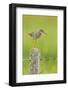 Redshank Perched on Fence Post Vocalising, Balranald Rspb, North Uist, Outer Hebrides, Scotland, UK-Fergus Gill-Framed Photographic Print