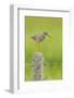 Redshank Perched on Fence Post Vocalising, Balranald Rspb, North Uist, Outer Hebrides, Scotland, UK-Fergus Gill-Framed Photographic Print