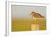 Redshank Perched on Fence Post Vocalising, Balranald Rspb, North Uist, Outer Hebrides, Scotland, UK-Fergus Gill-Framed Photographic Print