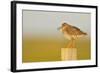 Redshank Perched on Fence Post Vocalising, Balranald Rspb, North Uist, Outer Hebrides, Scotland, UK-Fergus Gill-Framed Photographic Print