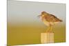 Redshank Perched on Fence Post Vocalising, Balranald Rspb, North Uist, Outer Hebrides, Scotland, UK-Fergus Gill-Mounted Photographic Print