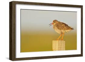 Redshank Perched on Fence Post Vocalising, Balranald Rspb, North Uist, Outer Hebrides, Scotland, UK-Fergus Gill-Framed Photographic Print