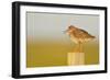 Redshank Perched on Fence Post Vocalising, Balranald Rspb, North Uist, Outer Hebrides, Scotland, UK-Fergus Gill-Framed Photographic Print