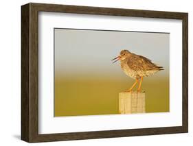 Redshank Perched on Fence Post Vocalising, Balranald Rspb, North Uist, Outer Hebrides, Scotland, UK-Fergus Gill-Framed Photographic Print