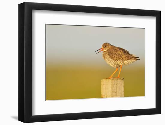 Redshank Perched on Fence Post Vocalising, Balranald Rspb, North Uist, Outer Hebrides, Scotland, UK-Fergus Gill-Framed Photographic Print
