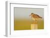 Redshank Perched on Fence Post Vocalising, Balranald Rspb, North Uist, Outer Hebrides, Scotland, UK-Fergus Gill-Framed Photographic Print