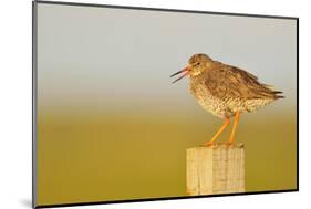 Redshank Perched on Fence Post Vocalising, Balranald Rspb, North Uist, Outer Hebrides, Scotland, UK-Fergus Gill-Mounted Photographic Print