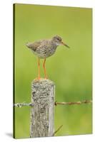 Redshank Perched on Fence Post Vocalising, Balranald Rspb, North Uist, Outer Hebrides, Scotland, UK-Fergus Gill-Stretched Canvas