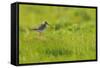 Redshank (Tringa Totanus) Calling, Balranald Rspb Reserve, North Uist, Outer Hebrides, Scotland-Fergus Gill-Framed Stretched Canvas