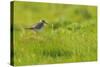 Redshank (Tringa Totanus) Calling, Balranald Rspb Reserve, North Uist, Outer Hebrides, Scotland-Fergus Gill-Stretched Canvas