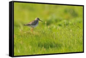 Redshank (Tringa Totanus) Calling, Balranald Rspb Reserve, North Uist, Outer Hebrides, Scotland-Fergus Gill-Framed Stretched Canvas