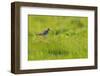 Redshank (Tringa Totanus) Calling, Balranald Rspb Reserve, North Uist, Outer Hebrides, Scotland-Fergus Gill-Framed Photographic Print