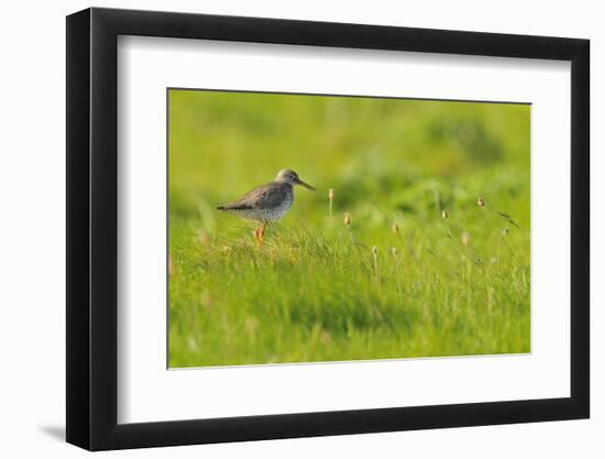 Redshank (Tringa Totanus) Calling, Balranald Rspb Reserve, North Uist, Outer Hebrides, Scotland-Fergus Gill-Framed Photographic Print